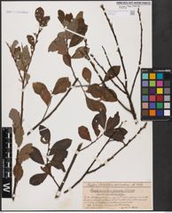 Foto von Salix aurita L. x Salix cinerea L.
